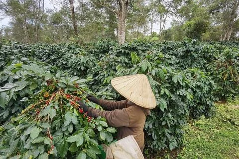 Coffee beans on plants Stock Photos