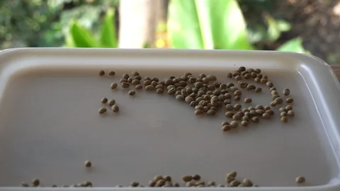 Coffee beans in a plastic tray, natural atmosphere. Stock Footage 123527280