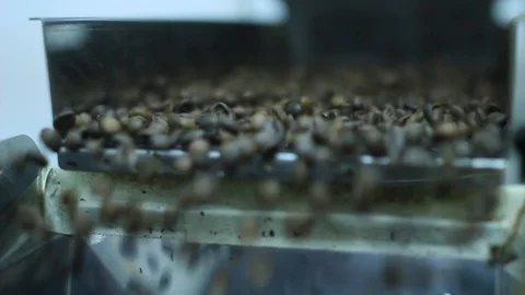 Coffee beans, pour into container, machine for roasting coffee beans. Stock Footage 100143858