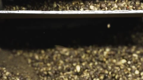 Coffee Beans Processing Husking Stock Footage 344331268