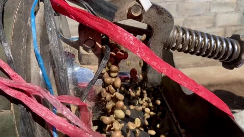 Coffee Beans Processing in Small Scale Machine Stock Footage 343477480
