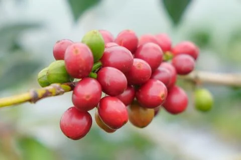 Coffee beans ready to harvest Stock Photos