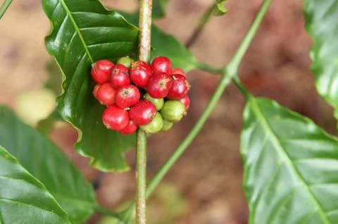 Coffee beans ripening Stock Photos