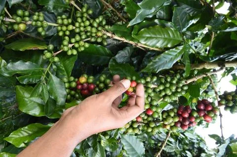 Coffee beans ripening Stock Photos