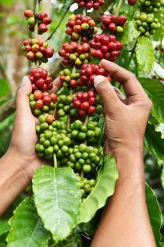 Coffee beans ripening Stock Photos