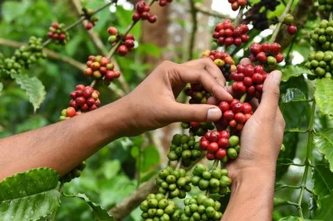 Coffee beans ripening Foto stock