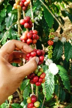 Coffee beans ripening Stock Photos