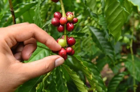 Coffee beans ripening Stock Photos