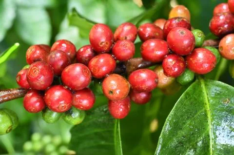 Coffee beans ripening Foto stock