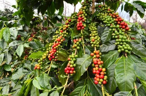 Coffee beans ripening Stock Photos