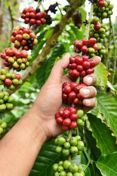 Coffee beans ripening Stock Photos
