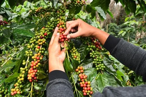 Coffee beans ripening Stock Photos