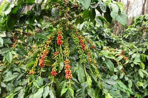 Coffee beans ripening Stock Photos