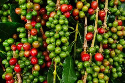 Coffee beans ripening Stock Photos