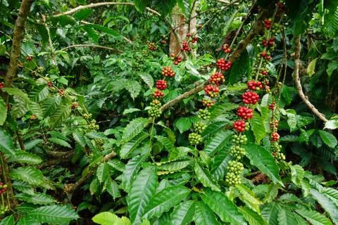 Coffee beans ripening Stock Photos
