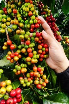Coffee beans ripening Stock Photos