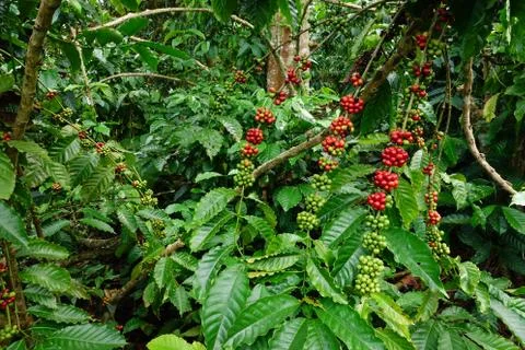 Coffee beans ripening Foto stock