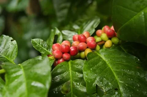 Coffee beans ripening 스톡 사진