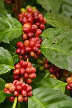 Coffee beans ripening Foto stock