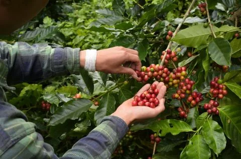 Coffee beans ripening Foto stock