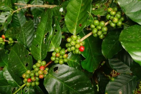 Coffee beans ripening 스톡 사진