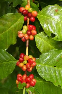 Coffee beans ripening Stock Photos