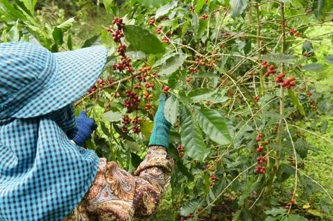 Coffee beans ripening Stock Photos