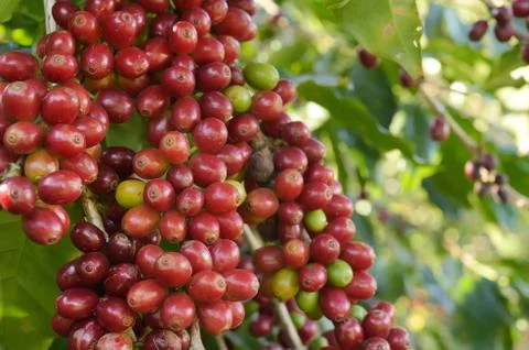Coffee beans ripening Stock Photos