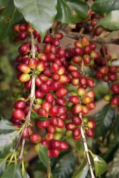 Coffee beans ripening Stock Photos