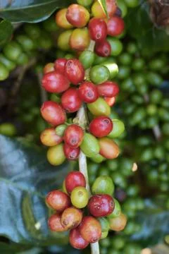 Coffee beans ripening Stock Photos