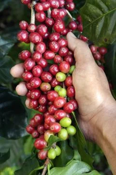 Coffee beans ripening Stock Photos