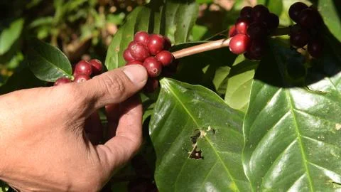Coffee beans ripening Foto stock