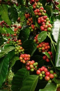 Coffee beans ripening Stock Photos