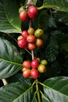 Coffee beans ripening Stock Photos