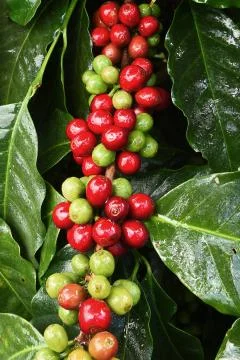 Coffee beans ripening Stock Photos