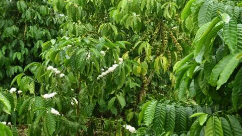 Coffee beans ripening Stock Photos