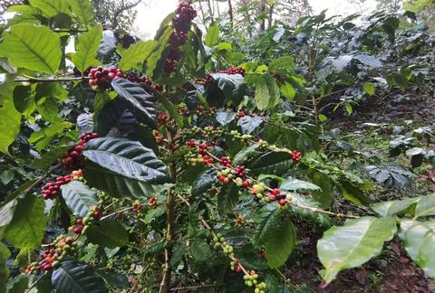 Coffee beans ripening Stock Photos