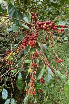 Coffee beans ripening Stock Photos