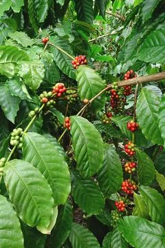 Coffee beans ripening Stock Photos