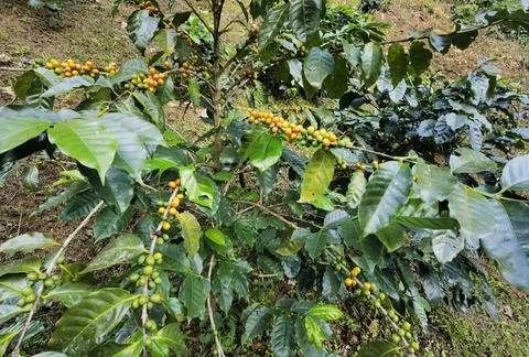 Coffee beans ripening Stock Photos