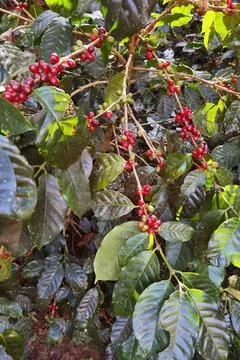 Coffee beans ripening Foto stock