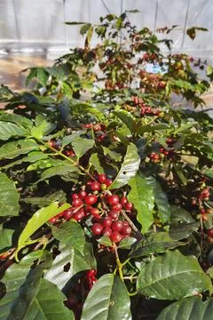 Coffee beans ripening Stock Photos