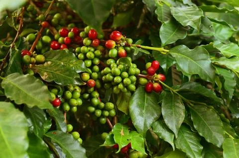 Coffee beans ripening Foto stock