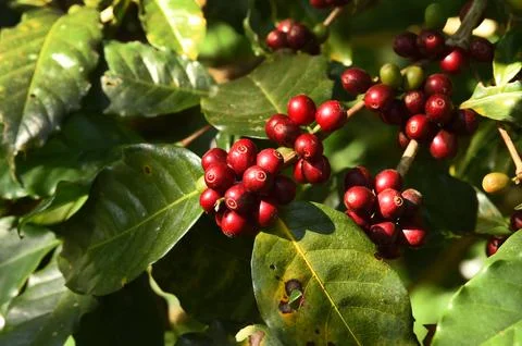 Coffee beans ripening Stock Photos