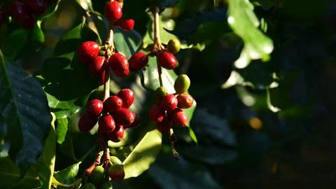 Coffee beans ripening Stock Photos