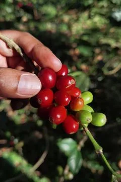Coffee beans ripening Stock Photos