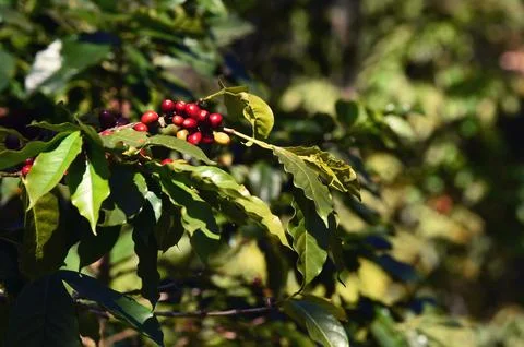 Coffee beans ripening Stock Photos