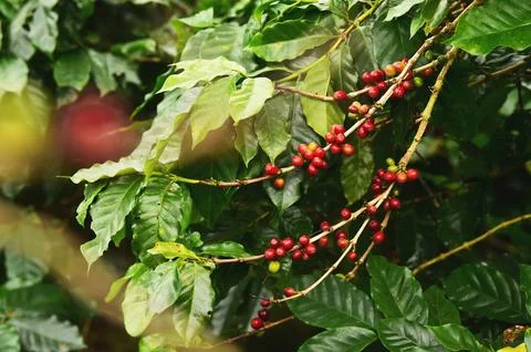 Coffee beans ripening Stock Photos