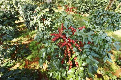 Coffee beans ripening Stock Photos