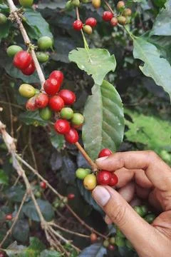 Coffee beans ripening Stock Photos